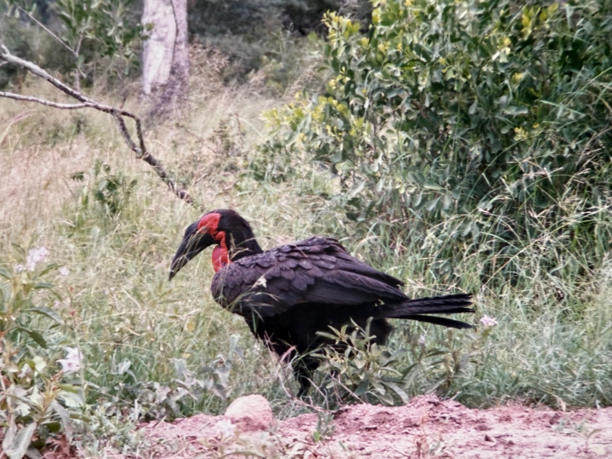 Southern Ground-Hornbill - ML641329588