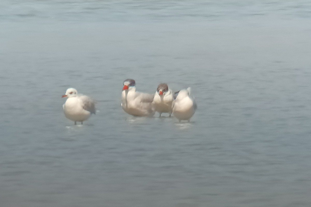 Caspian Tern - ML641329606