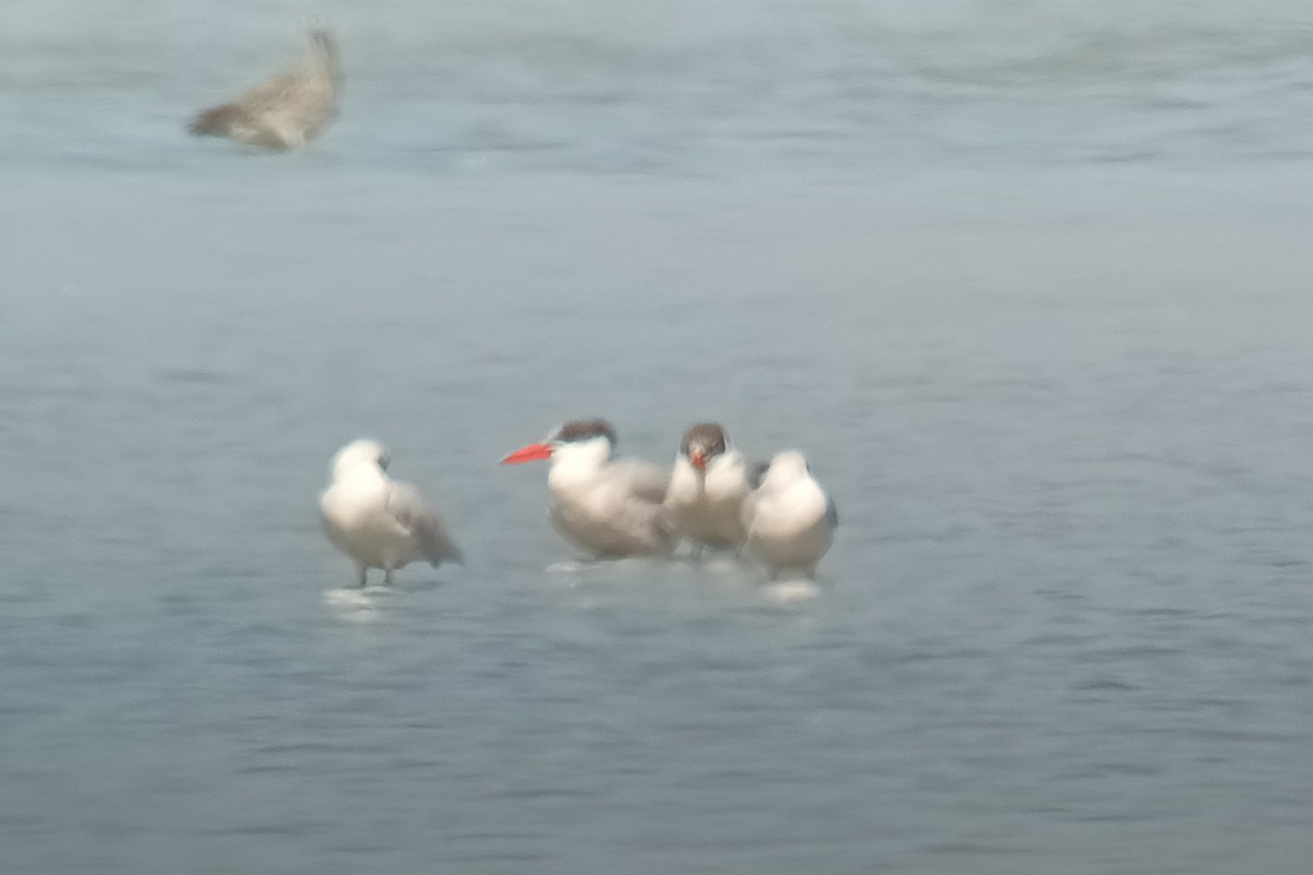 Caspian Tern - ML641329607