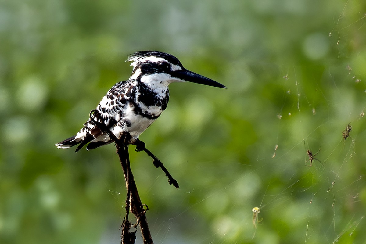 Pied Kingfisher - ML641329617