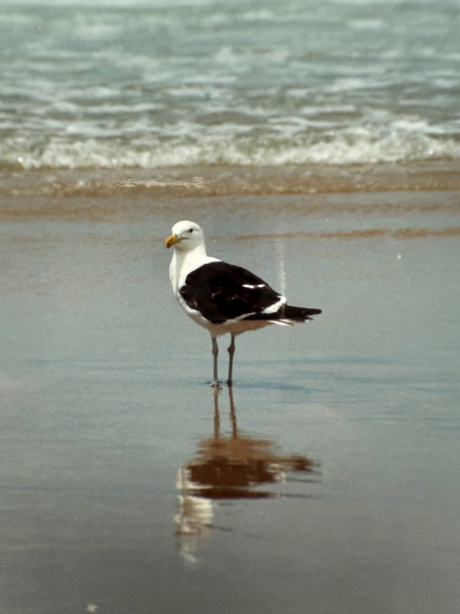 Kelp Gull - ML641329623