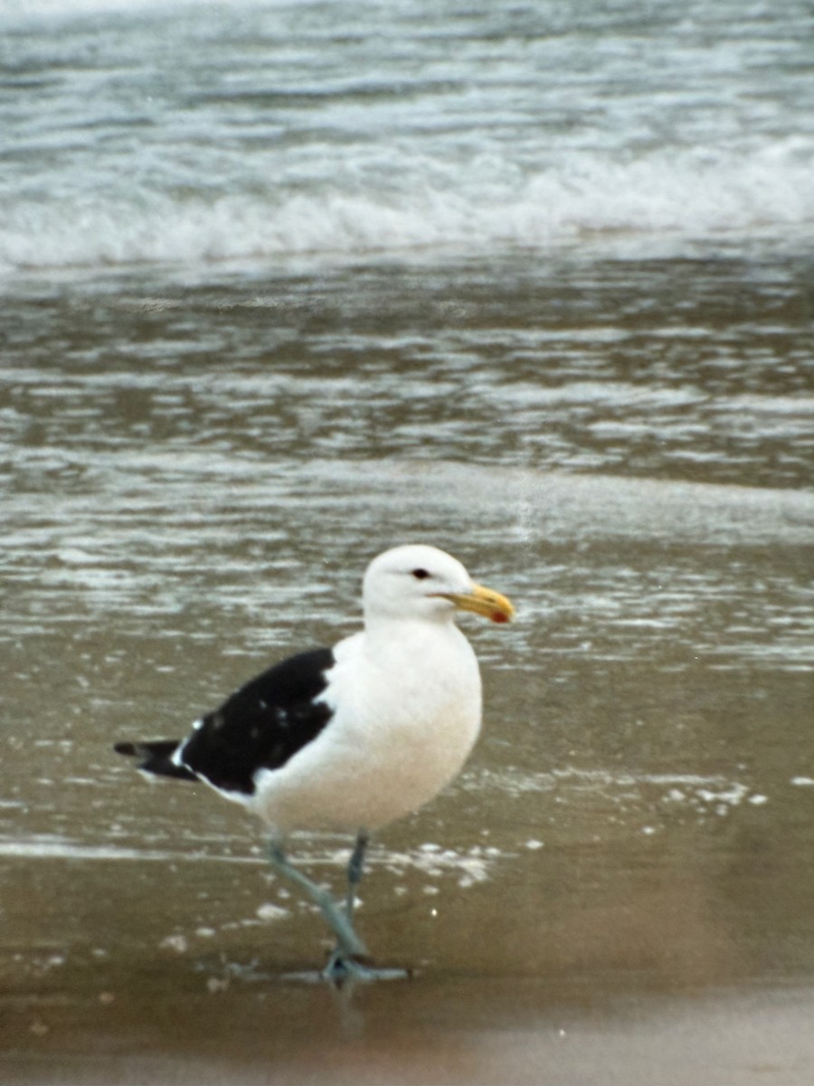 Kelp Gull - ML641329624