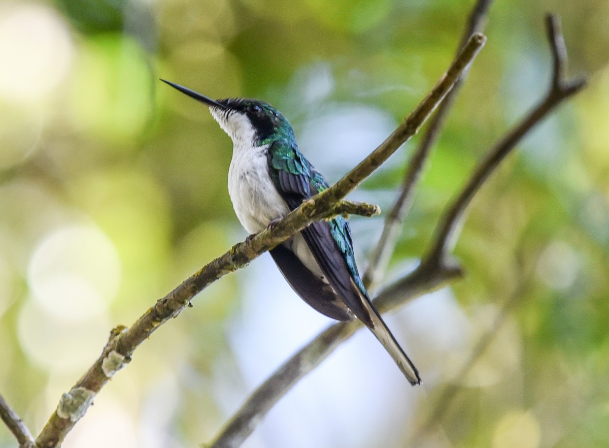 Black-eared Fairy - ML641329629