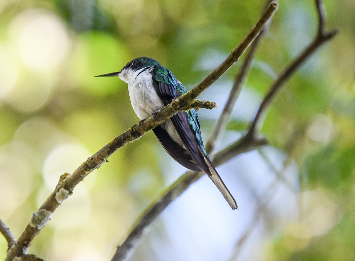 Black-eared Fairy - ML641329630