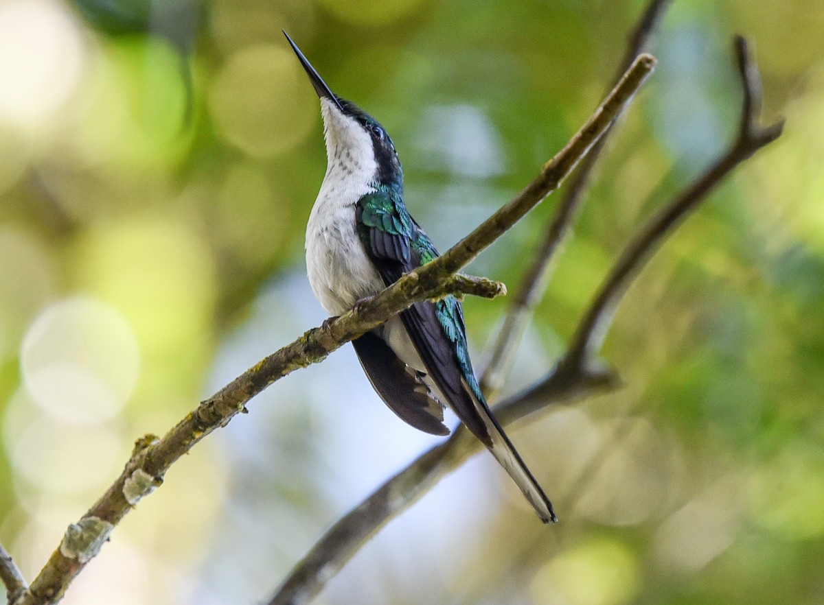 Black-eared Fairy - ML641329631