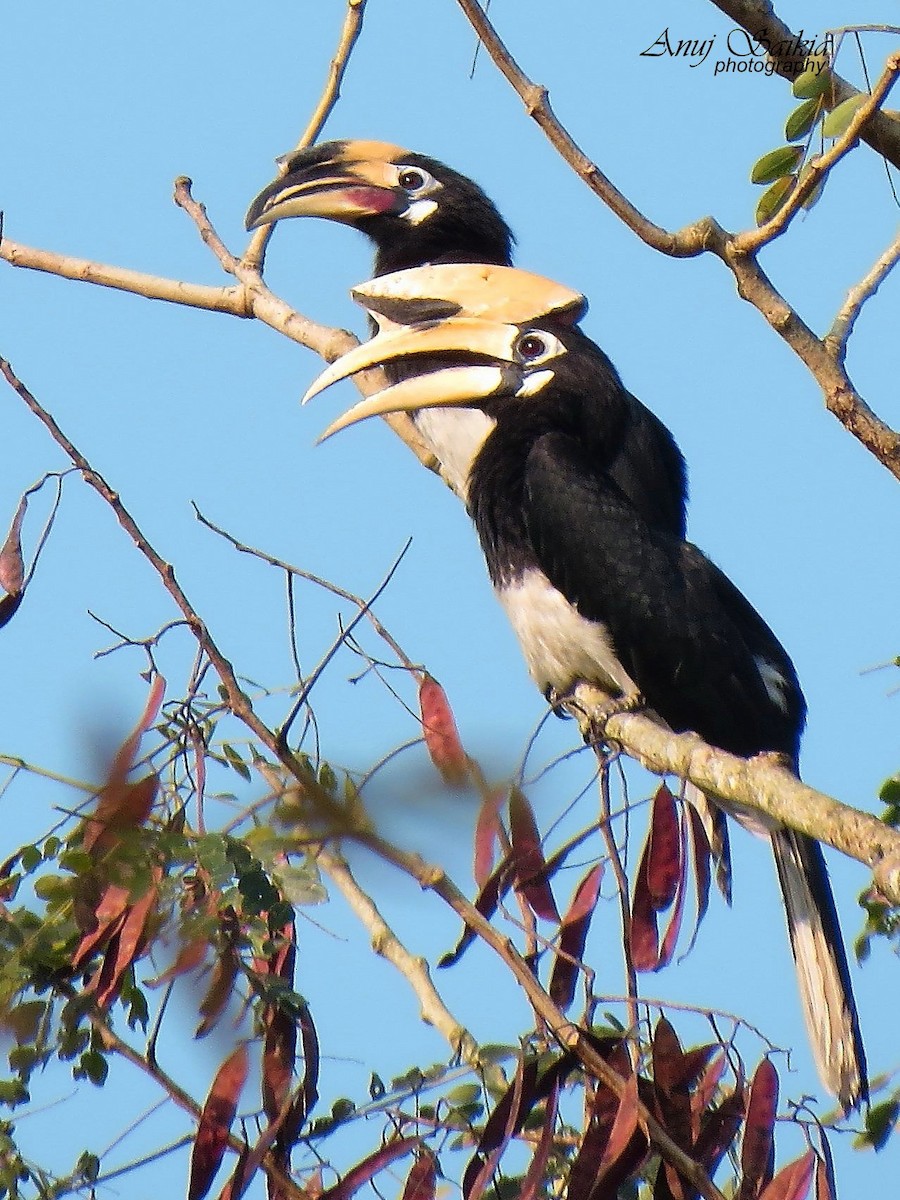 Oriental Pied-Hornbill - ML641329641