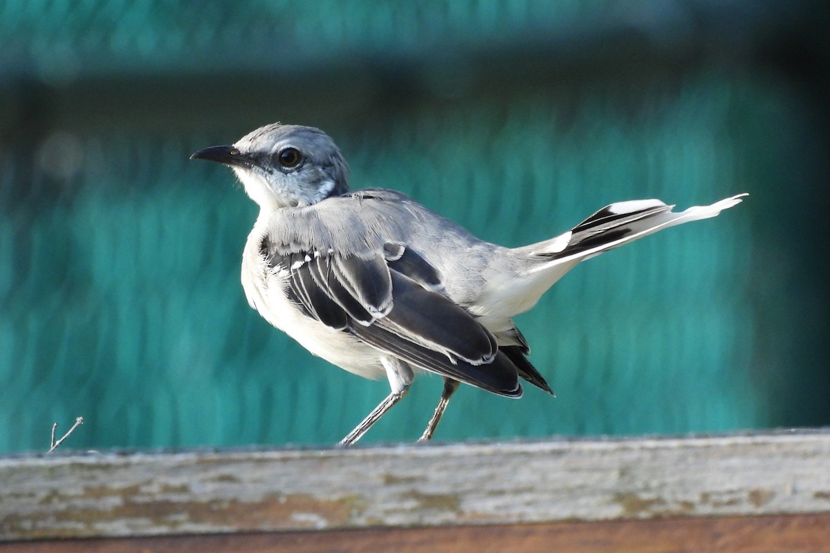 Tropical Mockingbird - ML641329666