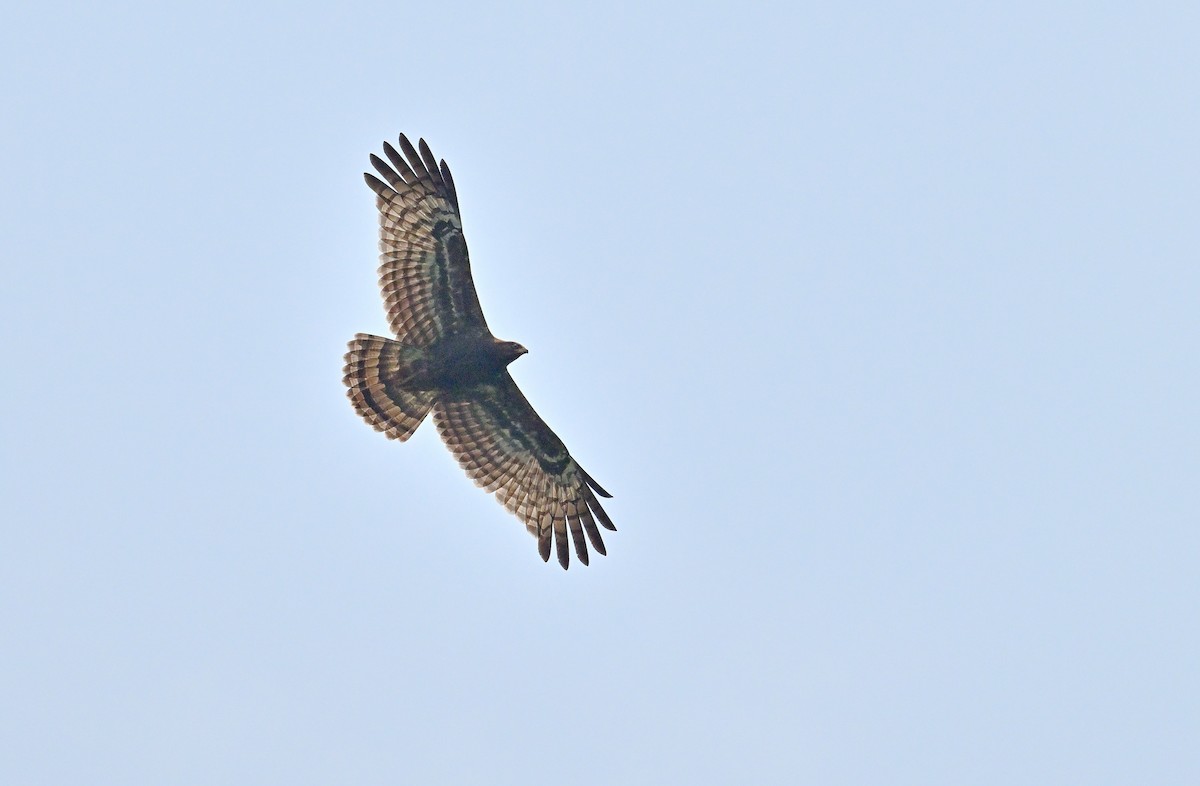 African Harrier-Hawk - ML641329687