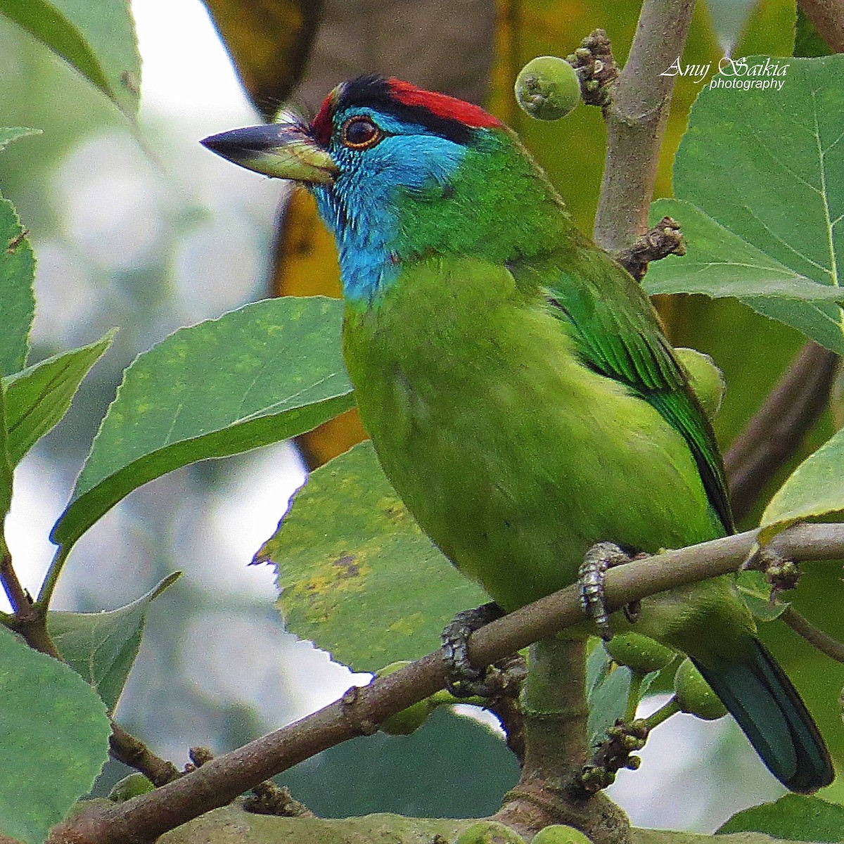 Blue-throated Barbet - ML641329689