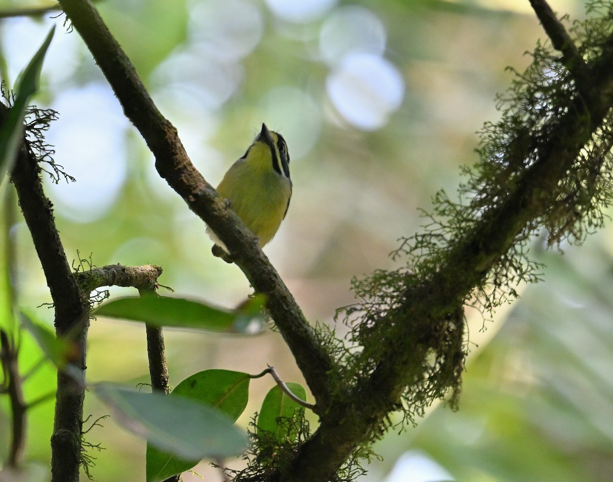 Yellow-rumped Tinkerbird - ML641329690