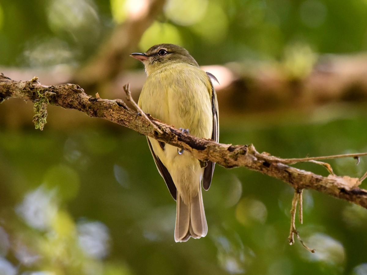 Rough-legged Tyrannulet - ML641329697