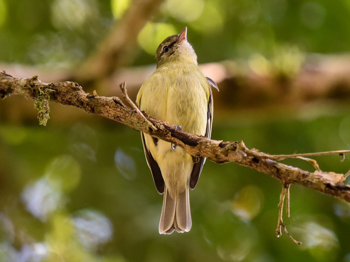 Rough-legged Tyrannulet - ML641329698