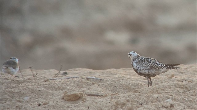 Pacific Golden-Plover - ML641329776