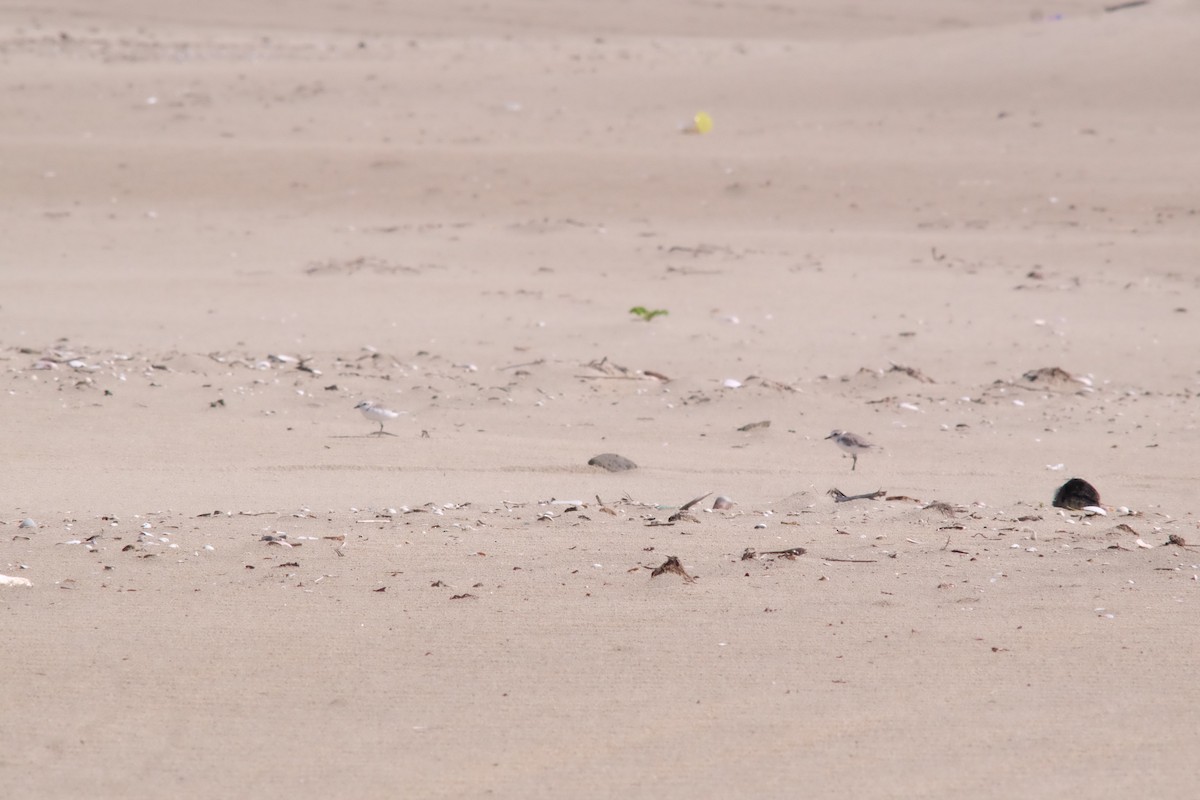 White-faced Plover - ML641329777