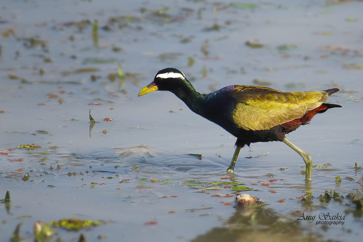 Bronze-winged Jacana - ML641329783