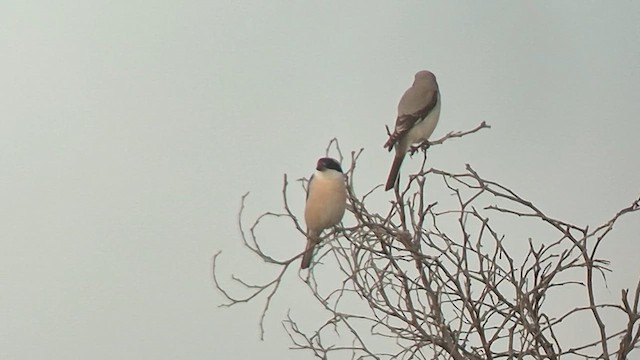 Сорокопуд чорнолобий - ML641329805