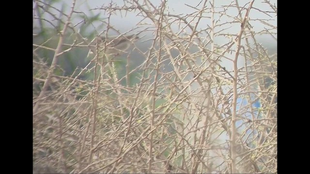Rüppell's Warbler - ML641329811