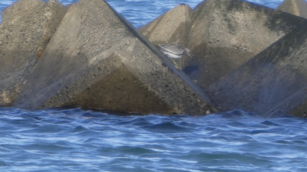 Great Knot - ML641329831