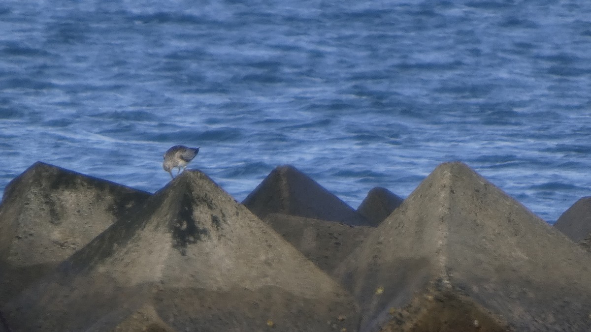 Great Knot - ML641329832