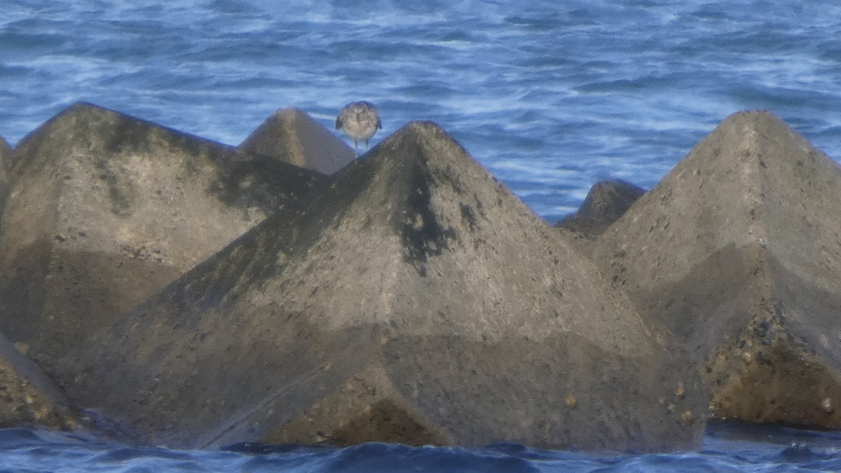 Great Knot - ML641329834