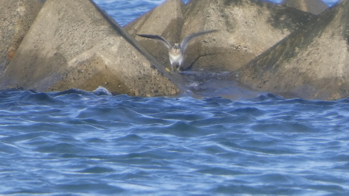 Great Knot - ML641329836