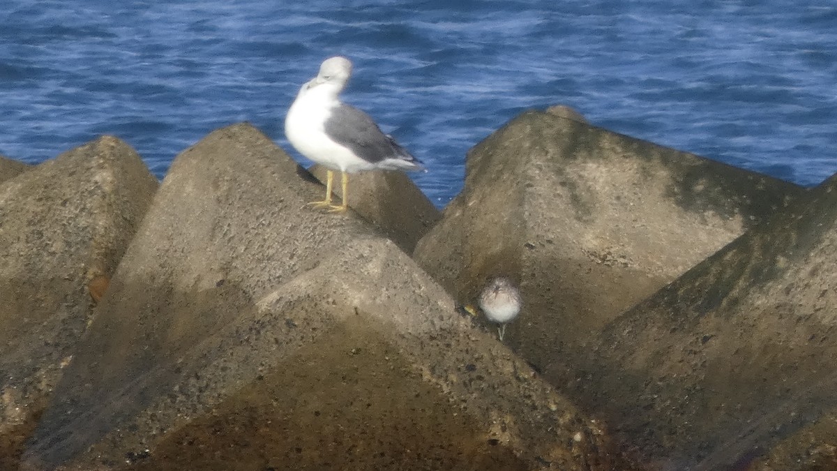Great Knot - ML641329837