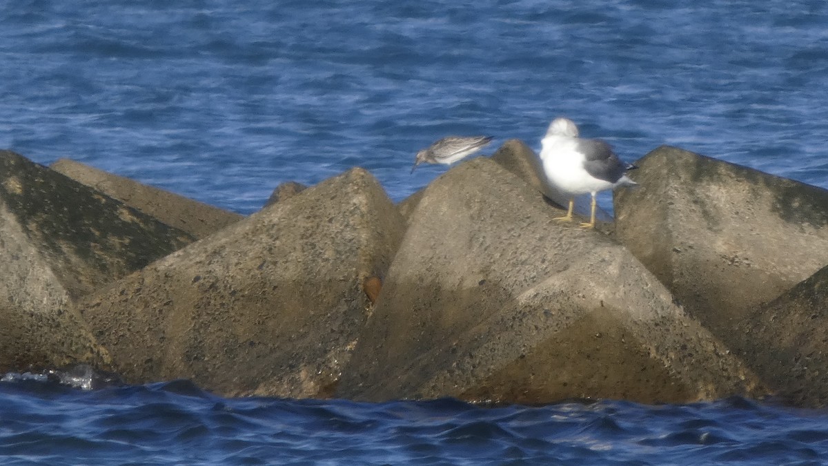 Great Knot - ML641329839