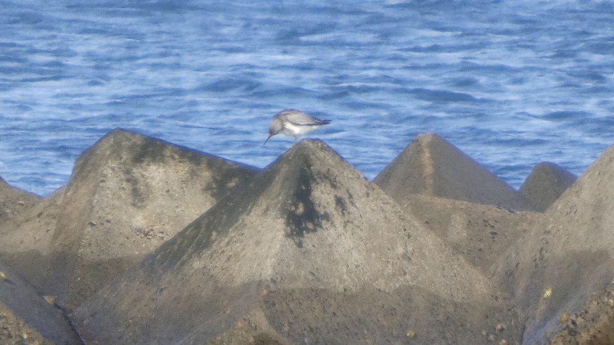 Great Knot - ML641329840