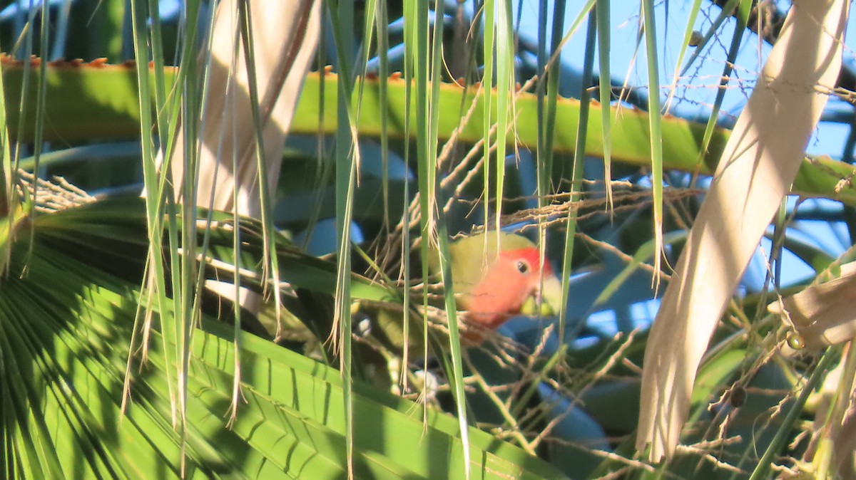 Rosy-faced Lovebird - ML641329880