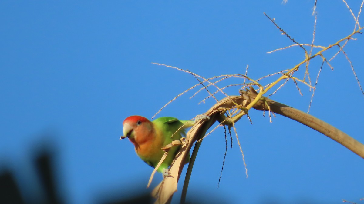 Rosy-faced Lovebird - ML641329881