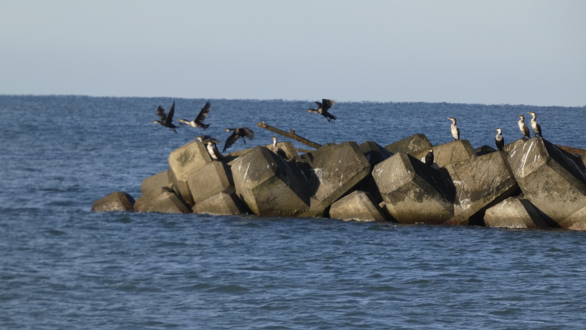 Japanese Cormorant - ML641329892