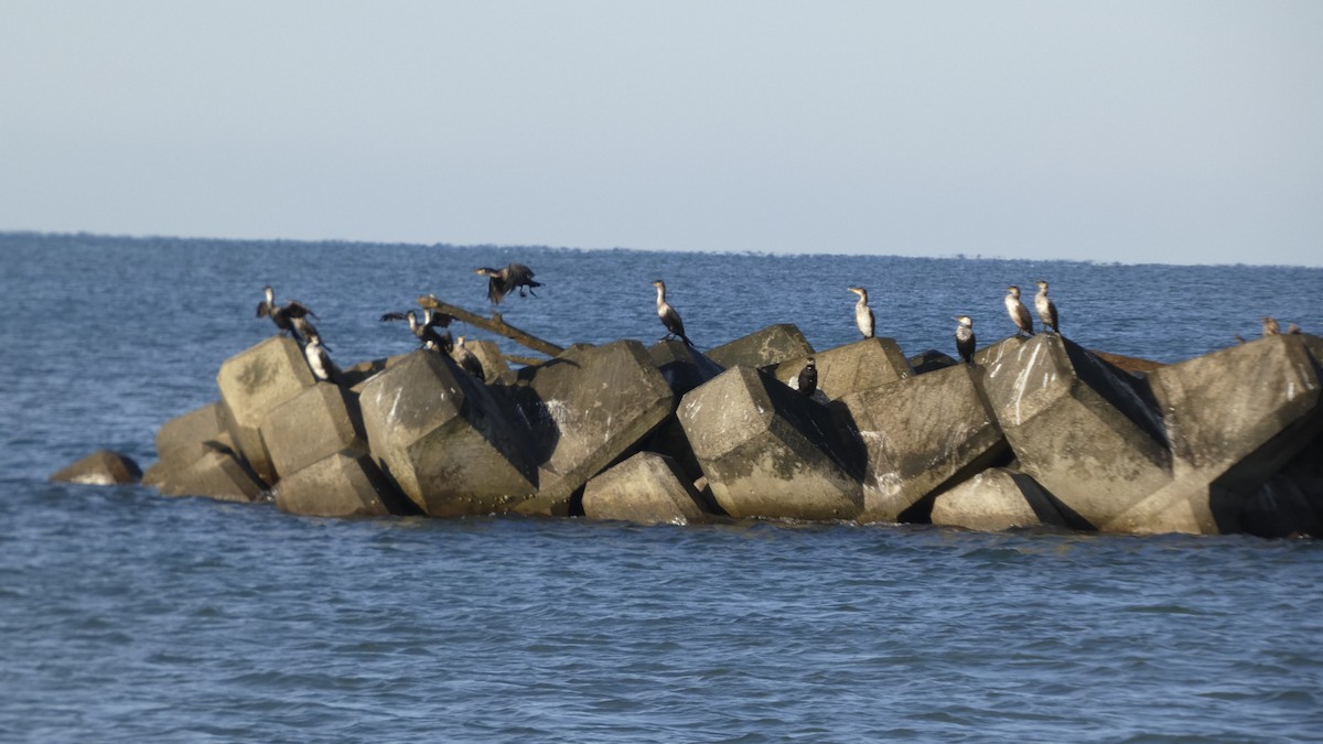 Japanese Cormorant - ML641329893