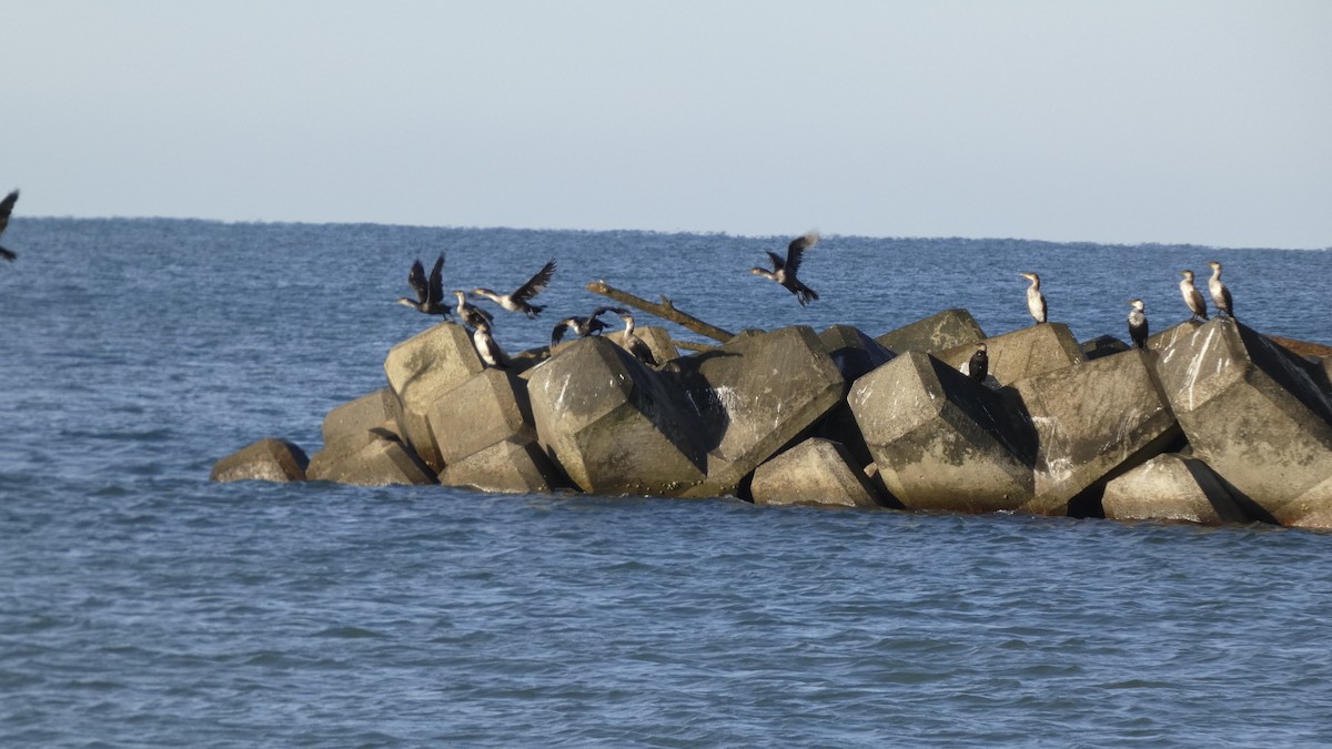 Japanese Cormorant - ML641329896