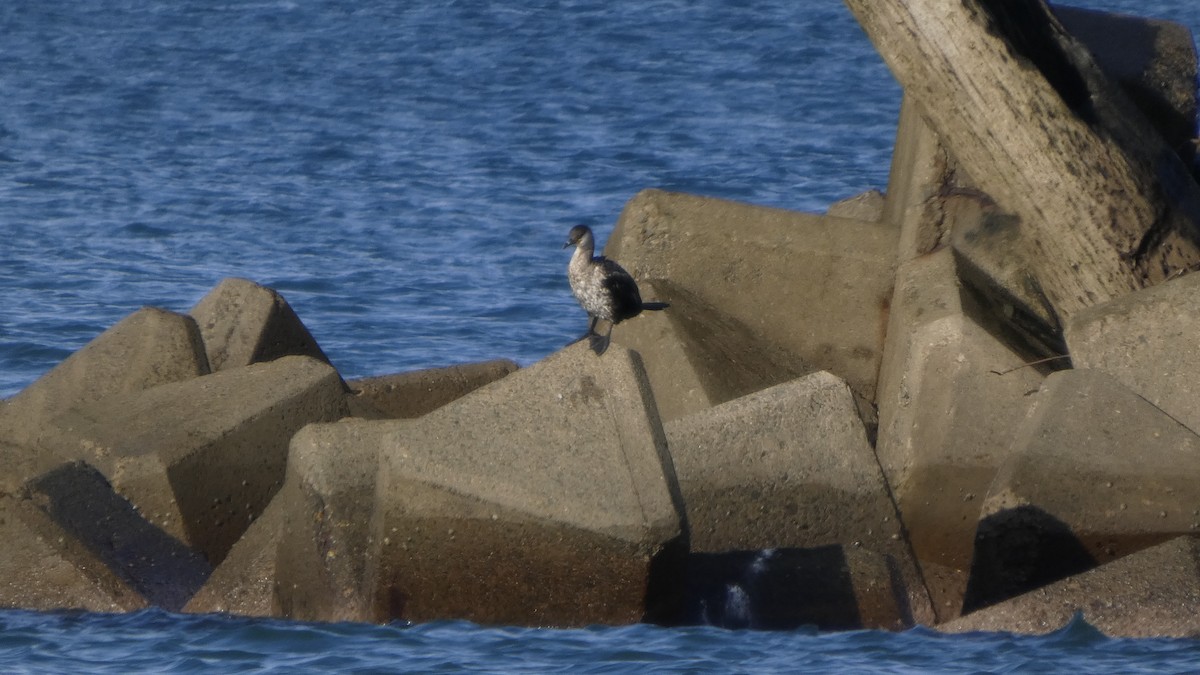 Japanese Cormorant - ML641329898