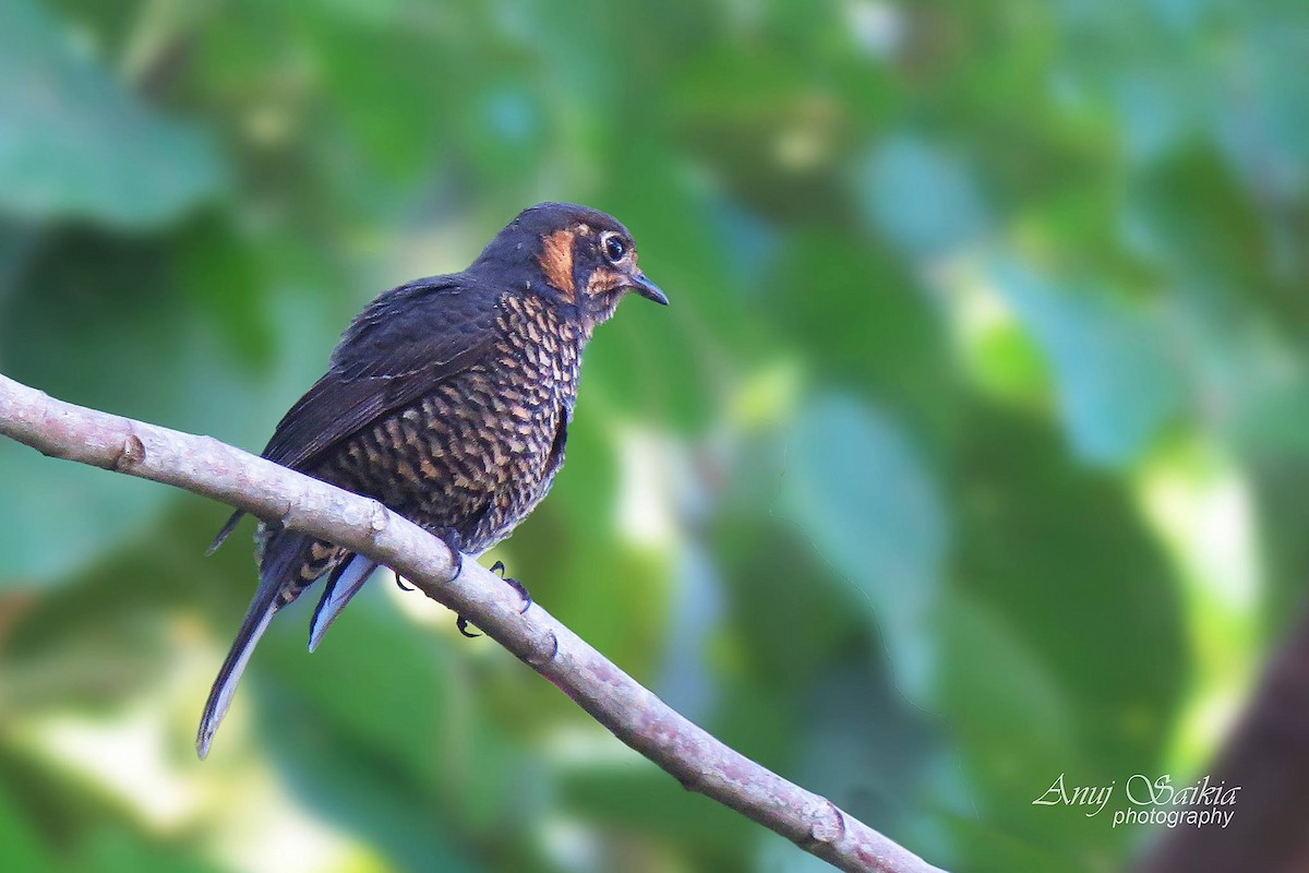 Chestnut-bellied Rock-Thrush - ML641329914