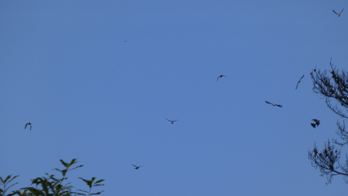 Chestnut-cheeked Starling - ML641329979