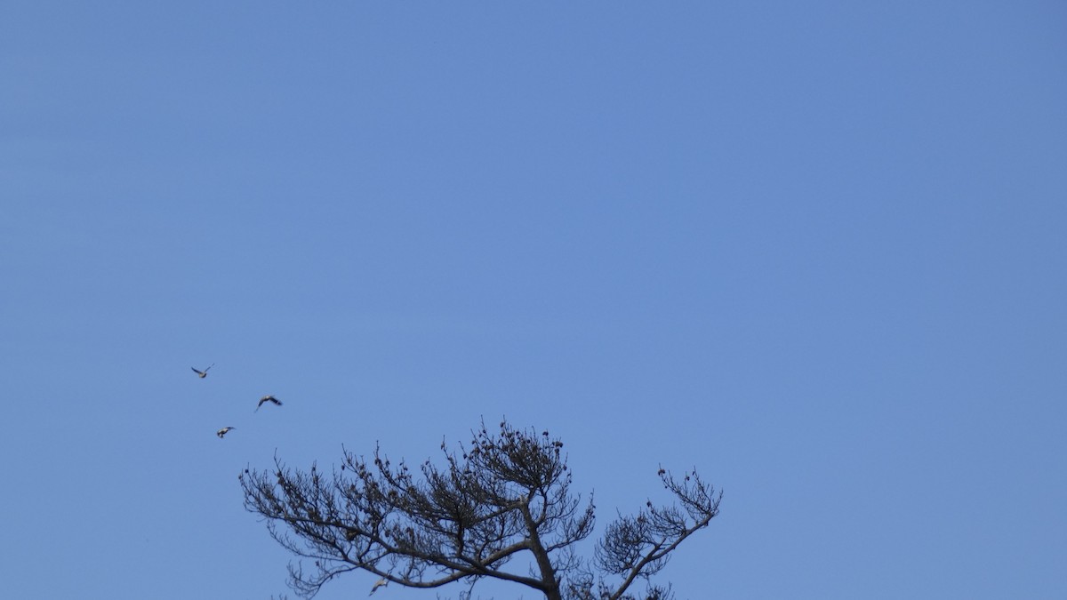Chestnut-cheeked Starling - ML641329980
