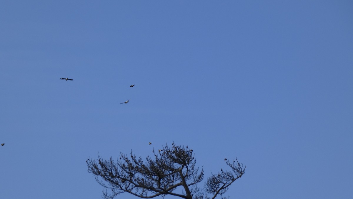 Chestnut-cheeked Starling - ML641329981