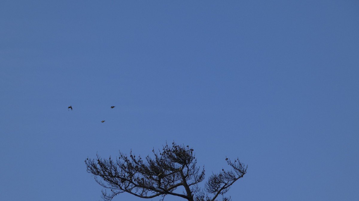 Chestnut-cheeked Starling - ML641329982