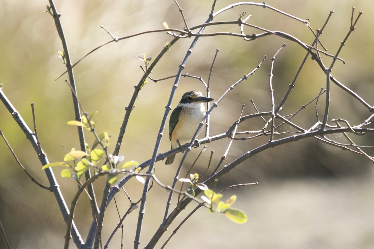 Sacred Kingfisher (Australasian) - ML641329991