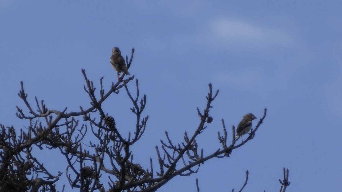 Hawfinch - ML641330001
