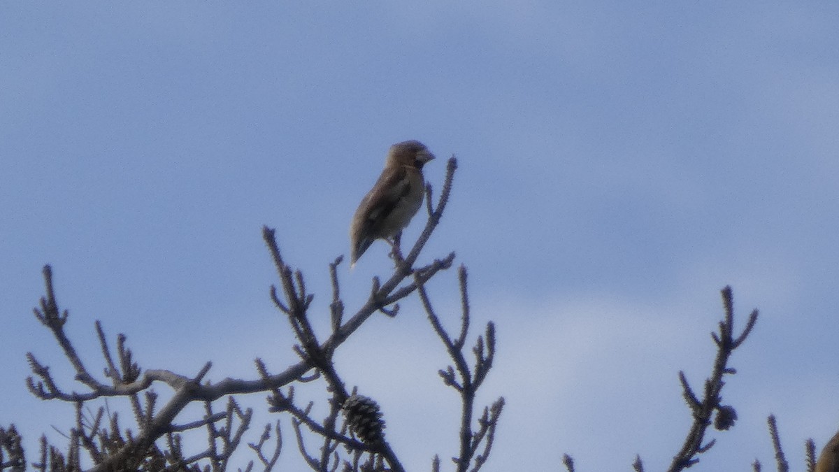 Hawfinch - ML641330003