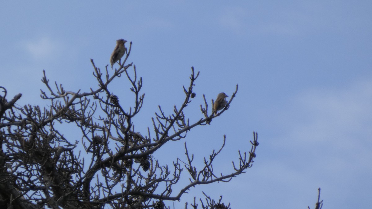 Hawfinch - ML641330005