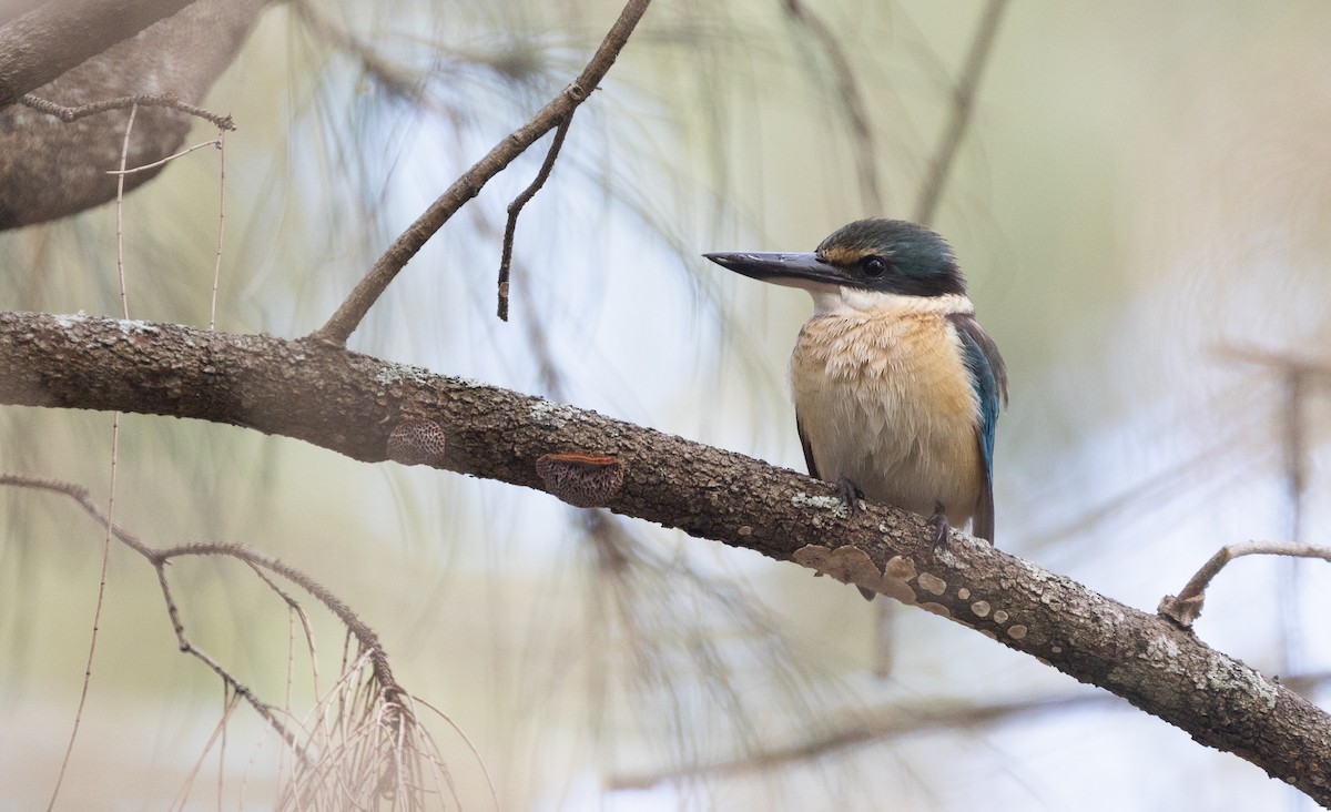 Sacred Kingfisher (Australasian) - ML641330012
