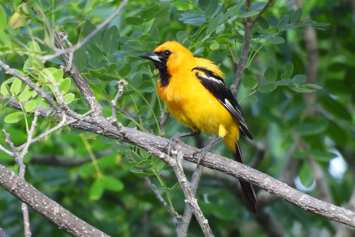 Orange Oriole - ML641330059