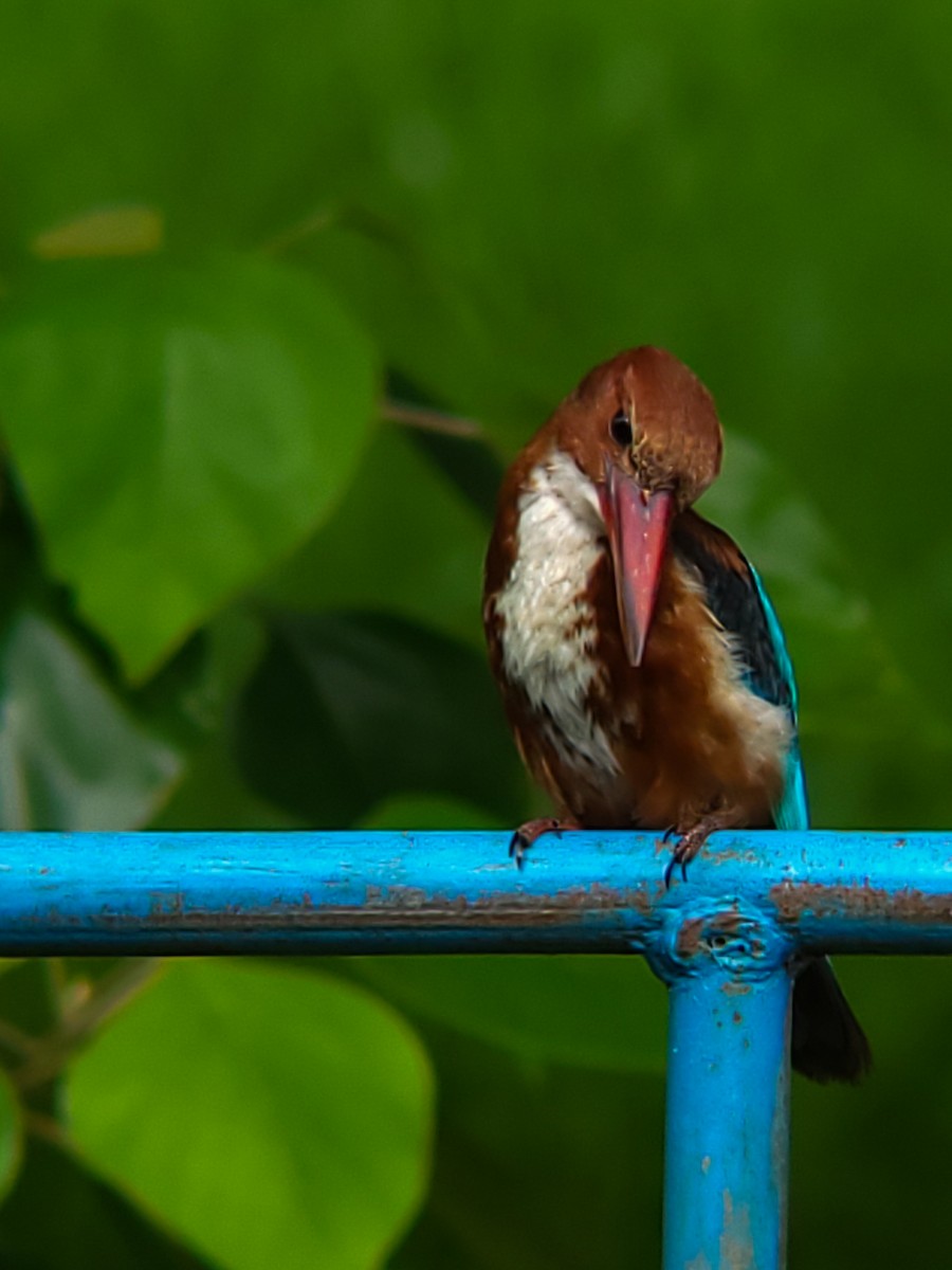 White-throated Kingfisher - ML641330067