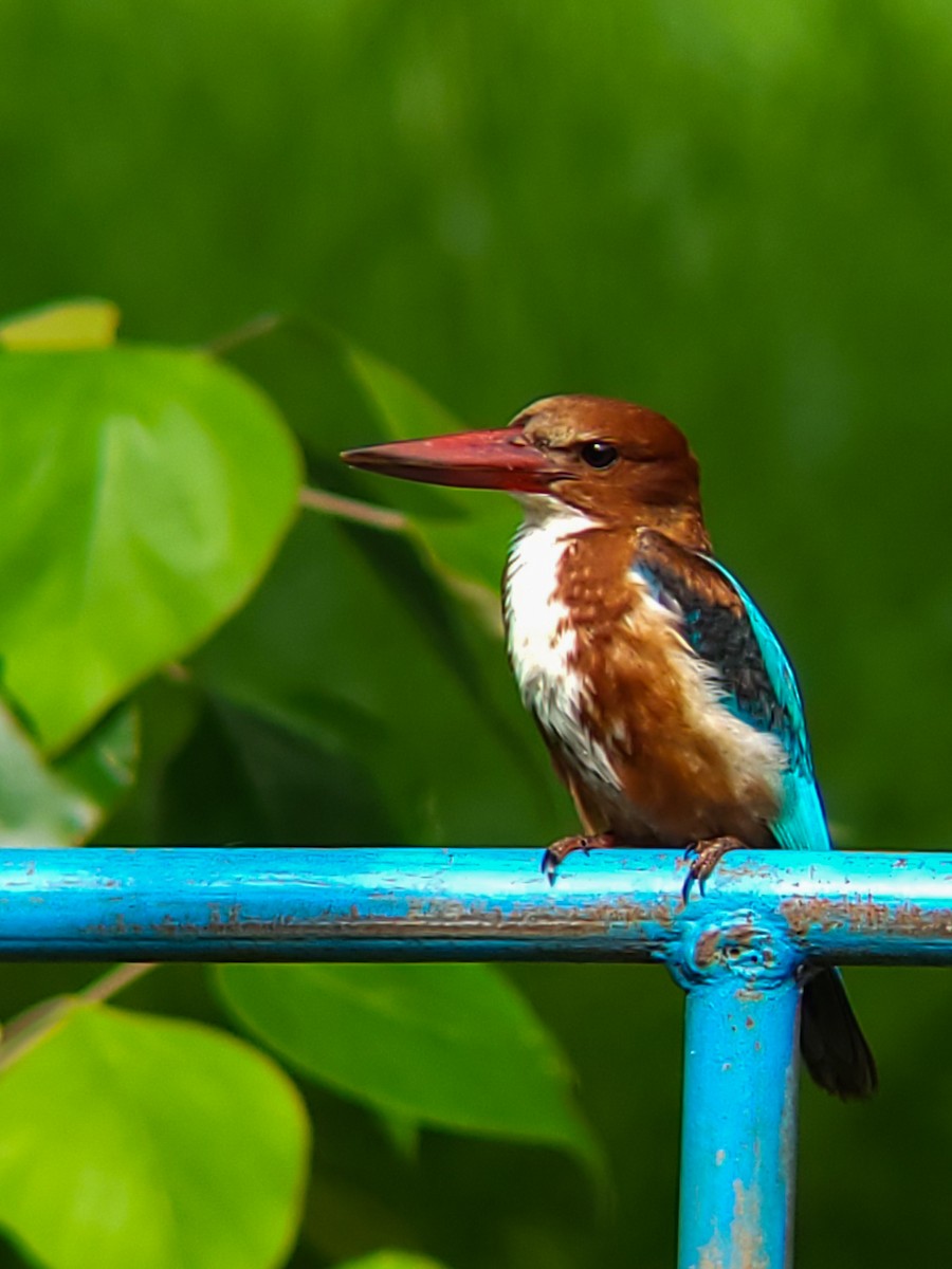 White-throated Kingfisher - ML641330068