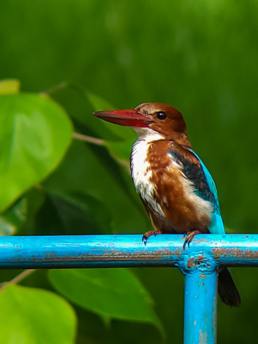 White-throated Kingfisher - ML641330069