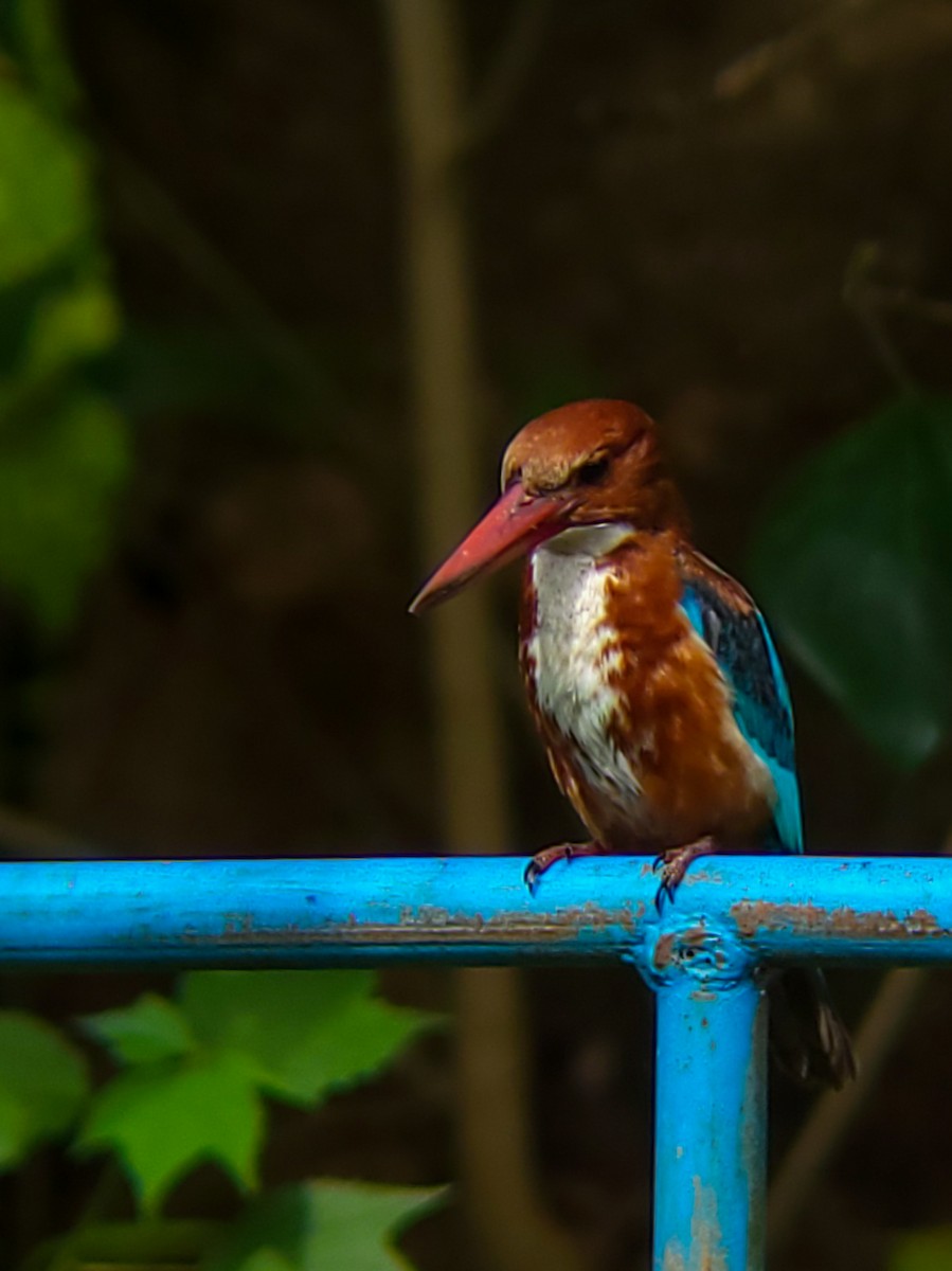 White-throated Kingfisher - ML641330070