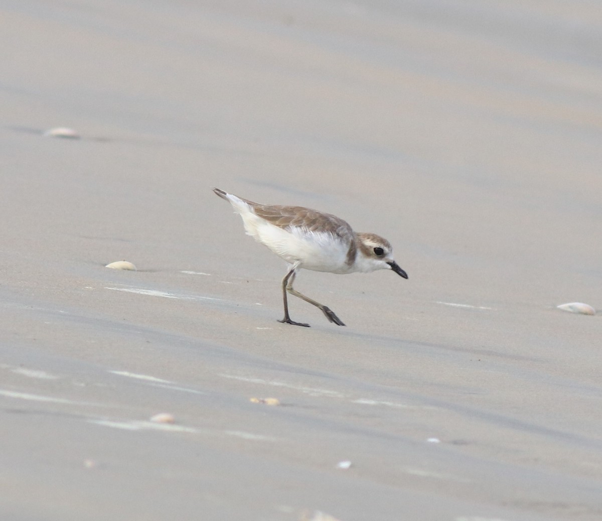 Tibetan Sand-Plover - ML641330076
